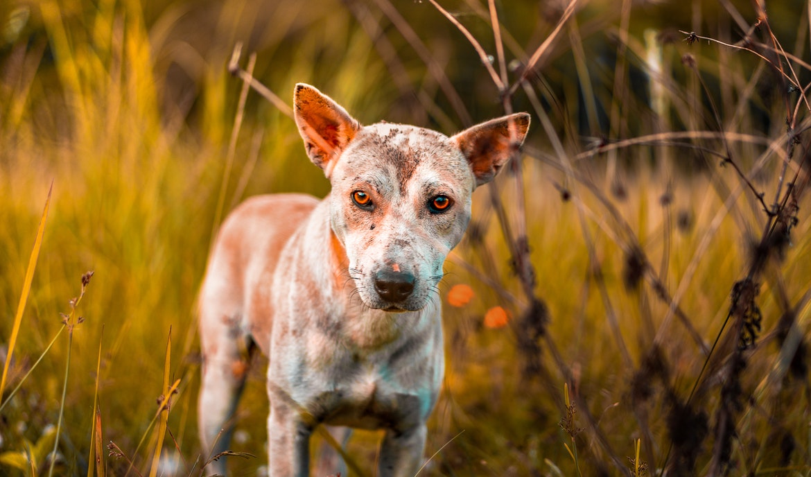 Hudsvamp hos hunde: årsager, symptomer og behandling
